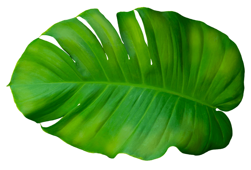 Gallerian-motala-gront-blad-isolated-1